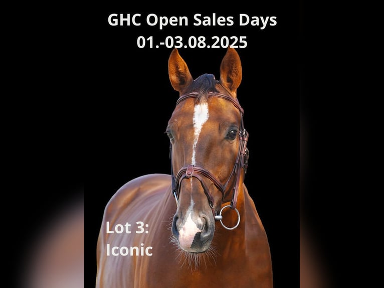 Other Warmbloods Gelding 7 years Brown in Z&#xFC;lpich
