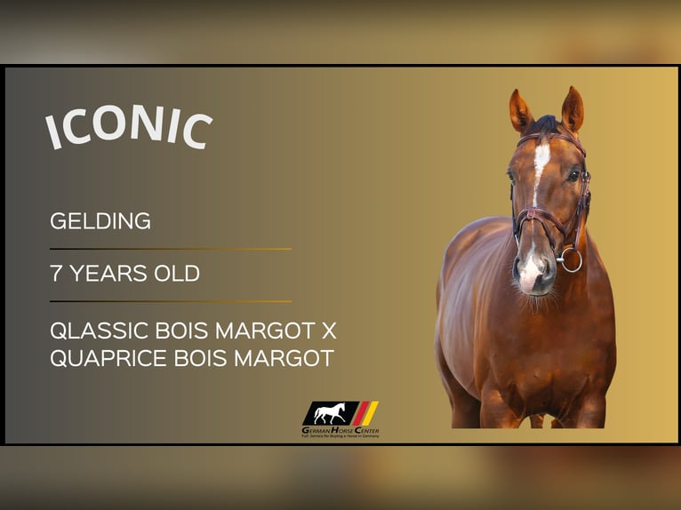 Other Warmbloods Gelding 7 years Brown in Z&#xFC;lpich
