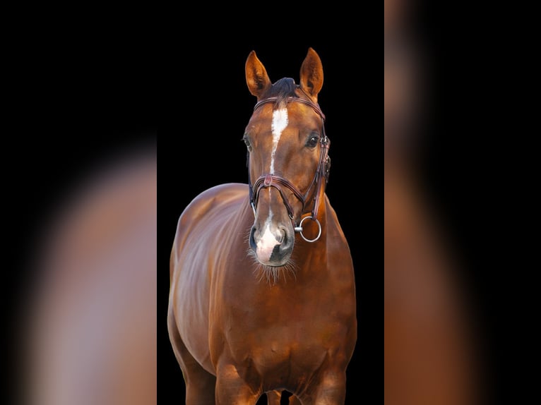 Other Warmbloods Gelding 7 years Brown in Z&#xFC;lpich