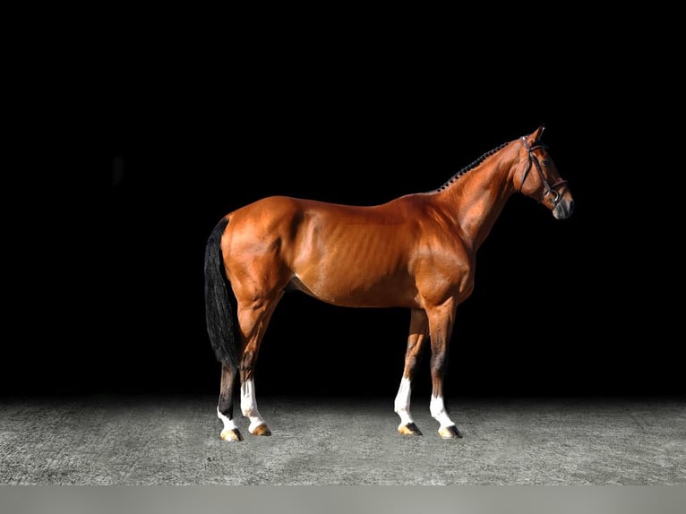 Other Warmbloods Gelding 7 years Brown in Z&#xFC;lpich