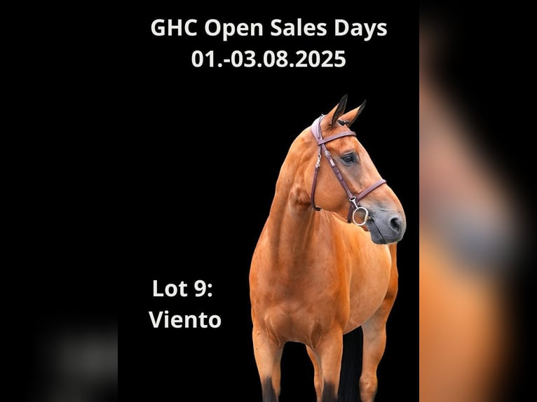 Other Warmbloods Gelding 7 years Brown in Z&#xFC;lpich