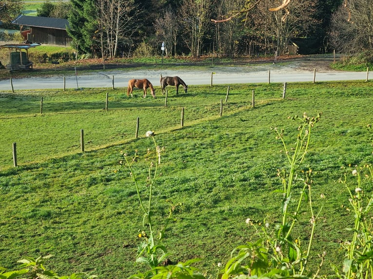 Other Warmbloods Gelding 7 years in Walchen