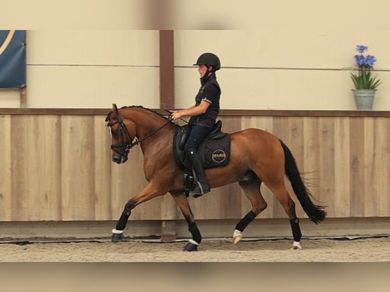 Other Warmbloods Gelding 8 years 14.1 hh Brown in Oost West en Middelbeers