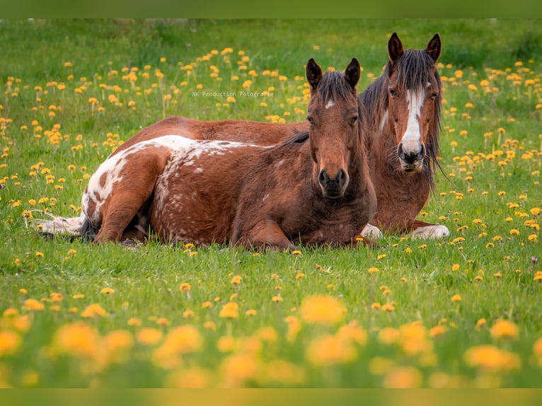 Other Warmbloods Mix Gelding 8 years 14,1 hh Pinto in Oderberg