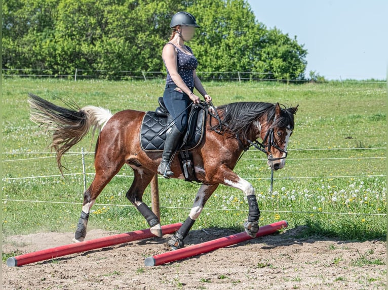 Other Warmbloods Mix Gelding 8 years 14,1 hh Pinto in Oderberg