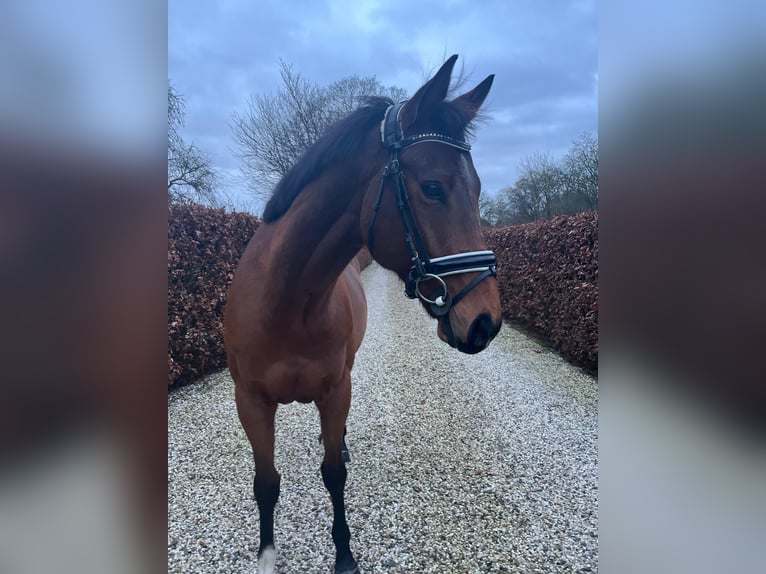 Other Warmbloods Gelding 8 years 15,1 hh Brown in Est