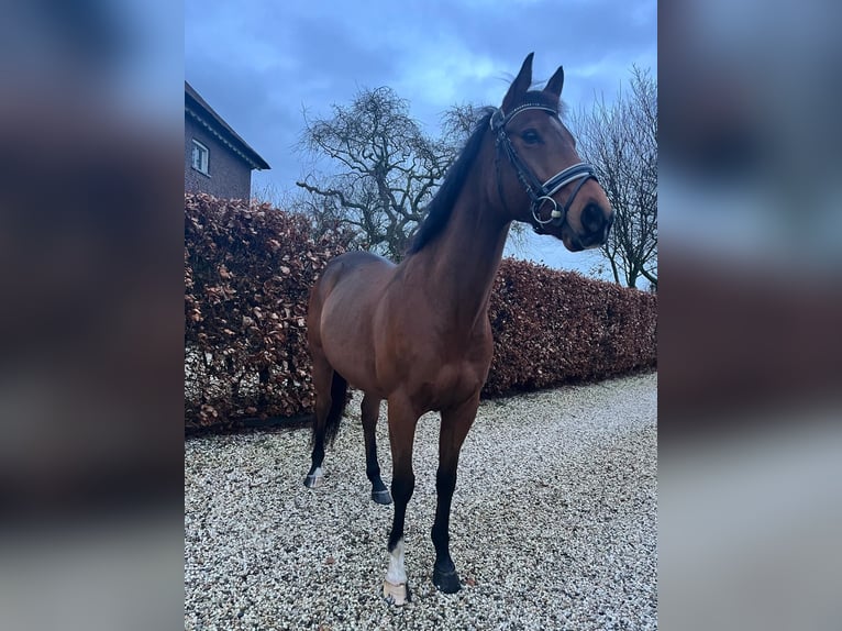 Other Warmbloods Gelding 8 years 15,1 hh Brown in Est