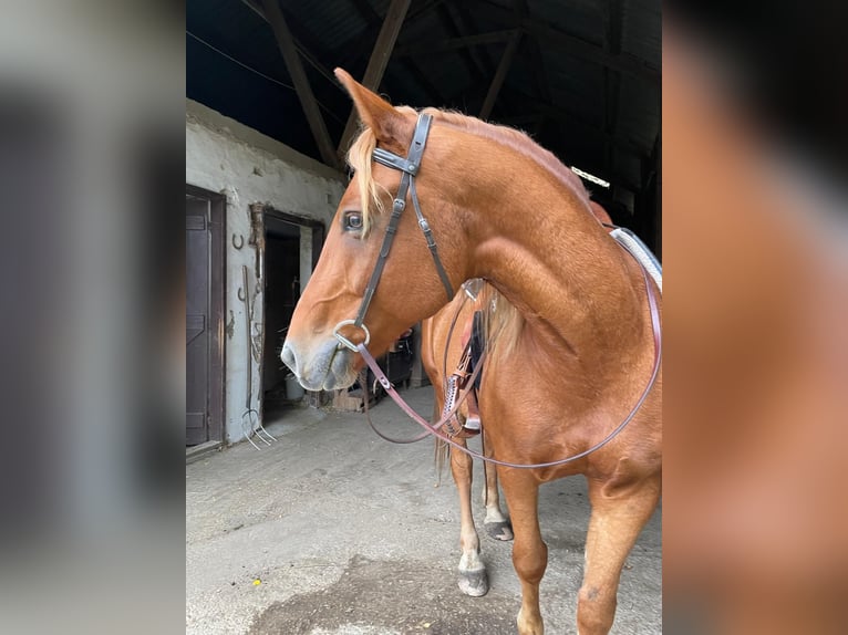 Other Warmbloods Gelding 8 years 15,1 hh Chestnut-Red in Laab im Walde