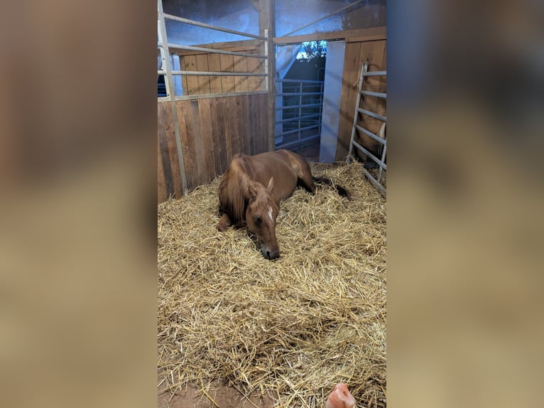 Other Warmbloods Mix Gelding 8 years 15.1 hh Chestnut-Red in Murten