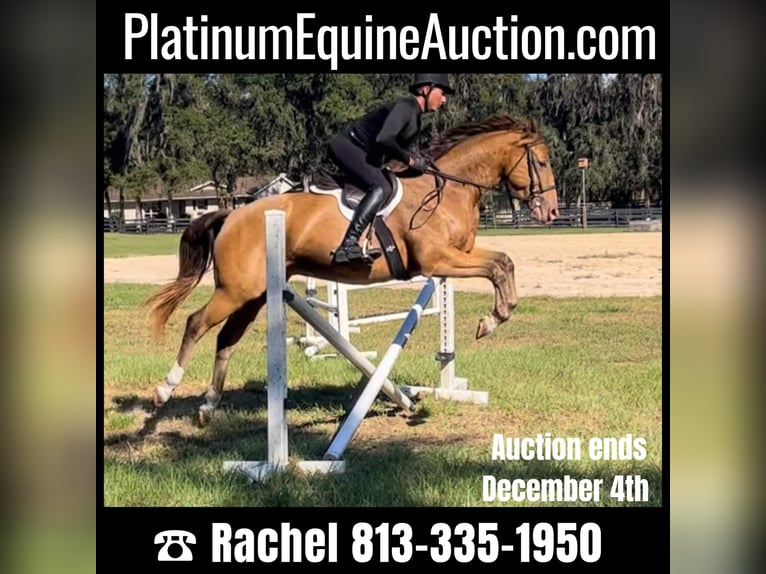 Other Warmbloods Gelding 8 years 15,2 hh Champagne in Brooksville FL