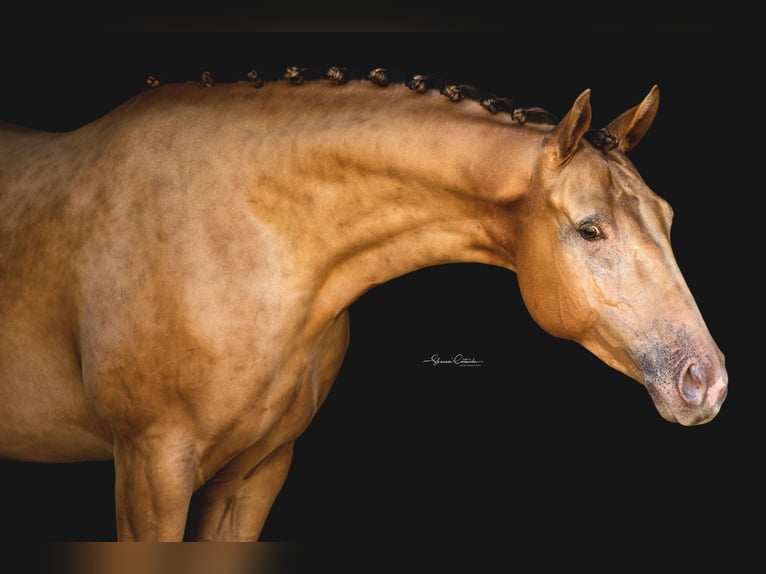 Other Warmbloods Gelding 8 years 15,2 hh Champagne in Brooksville FL