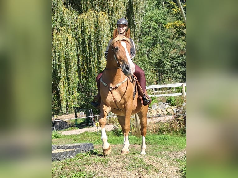 Other Warmbloods Gelding 8 years 15,2 hh Chestnut-Red in Bayerbach