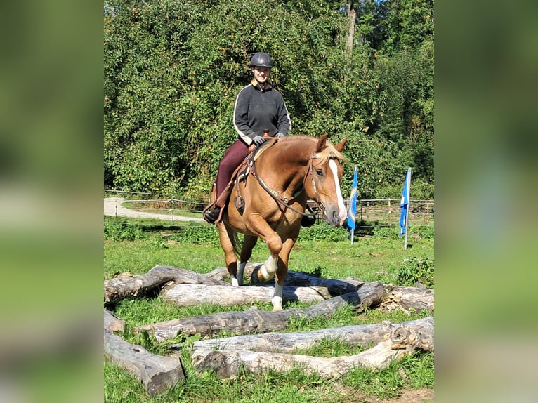 Other Warmbloods Gelding 8 years 15,2 hh Chestnut-Red in Bayerbach