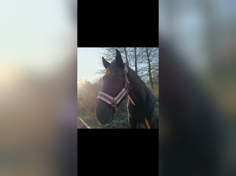 Other Warmbloods Gelding 8 years 15,3 hh Black in Tittmoning