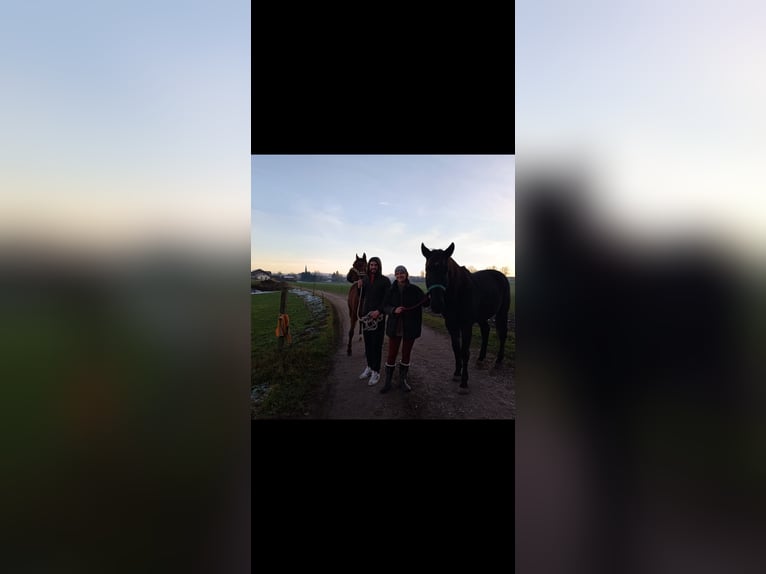 Other Warmbloods Gelding 8 years 15,3 hh Black in Tittmoning