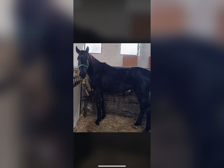 Other Warmbloods Gelding 8 years 15,3 hh Black in Tittmoning