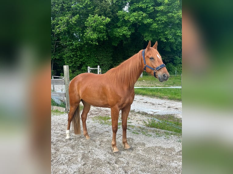 Other Warmbloods Mix Gelding 8 years 15,1 hh Chestnut-Red in Murten