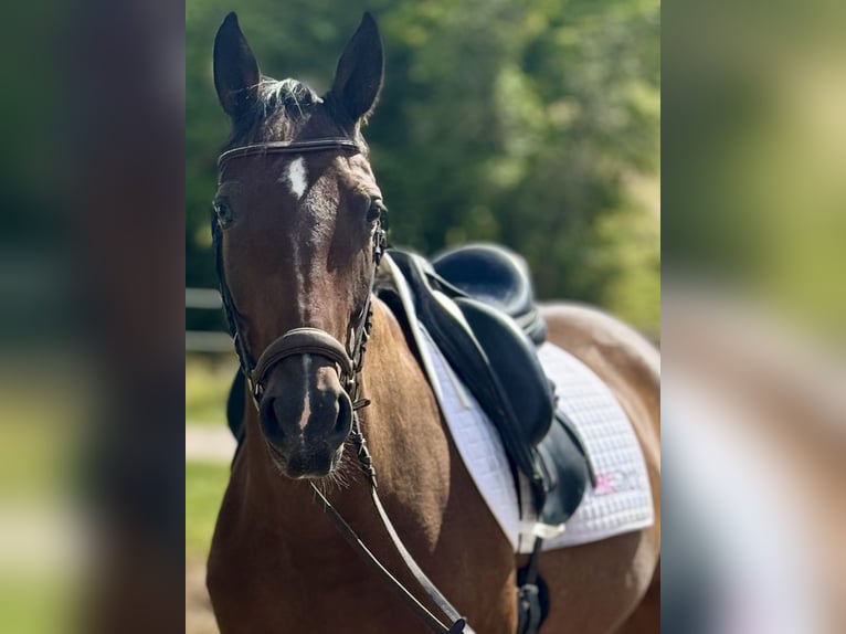 Other Warmbloods Gelding 8 years 15,2 hh Bay-Dark in Saarbrücken