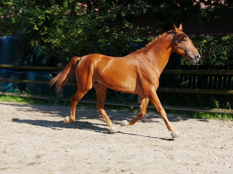 Other Warmbloods Gelding 8 years 16,1 hh in Dorsten