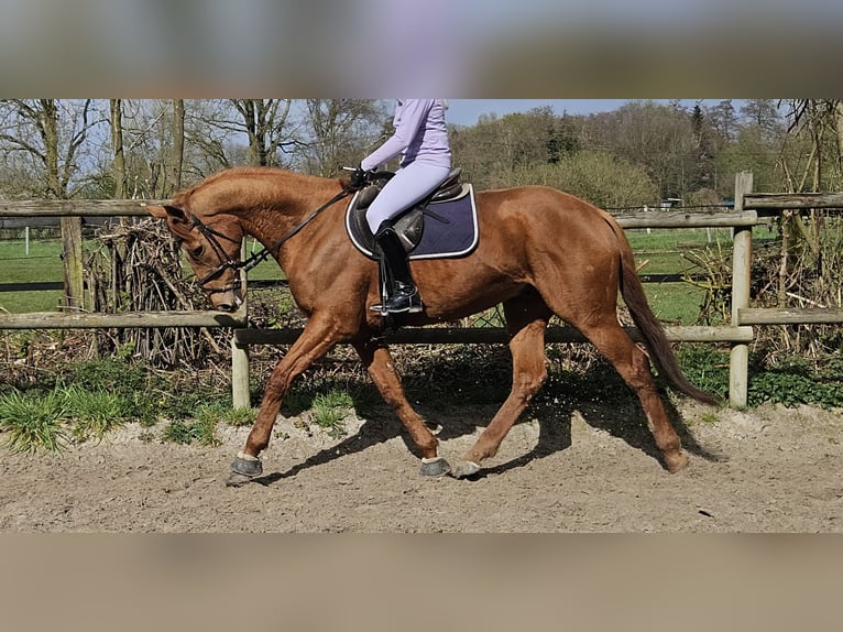 Other Warmbloods Gelding 8 years 16.1 hh Chestnut-Red in Wachtendonk