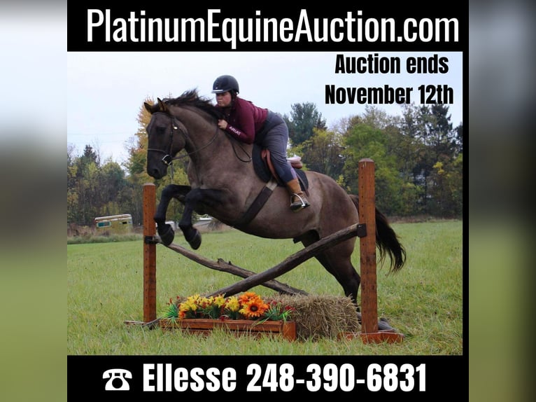 Other Warmbloods Gelding 8 years 16,2 hh Grullo in Howell ,MI