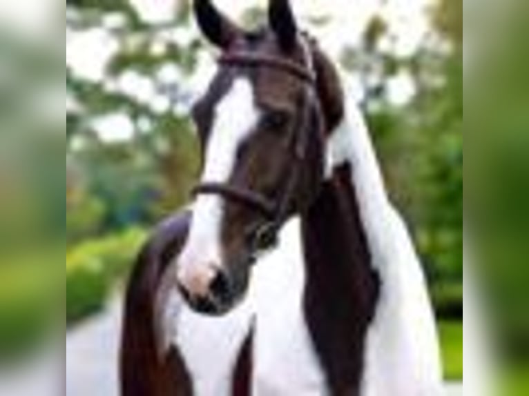 Other Warmbloods Gelding 8 years 16,2 hh Tobiano-all-colors in Wellington FL