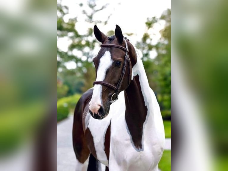 Other Warmbloods Gelding 8 years 16,2 hh Tobiano-all-colors in Wellington FL
