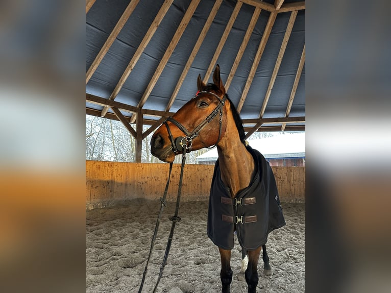 Other Warmbloods Gelding 8 years 16.3 hh Brown in Kraków