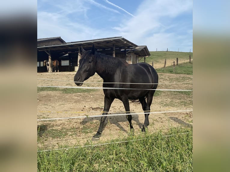 Other Warmbloods Mix Gelding 8 years 16 hh Black in Wilhering