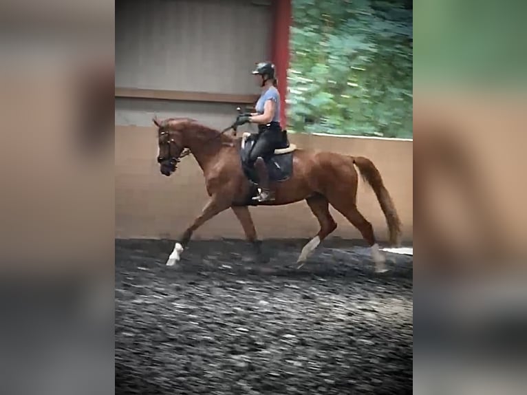 Other Warmbloods Gelding 8 years 16 hh Chestnut-Red in L&#xF6;hne