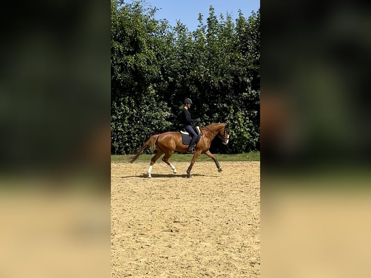 Other Warmbloods Gelding 8 years 16 hh Chestnut-Red in L&#xF6;hne