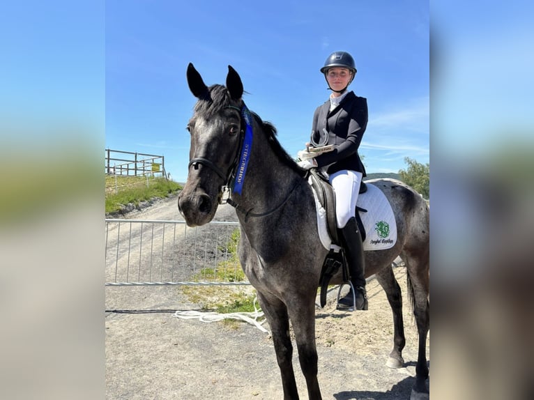 Other Warmbloods Gelding 8 years 16 hh Leopard-Piebald in Ledenitzen