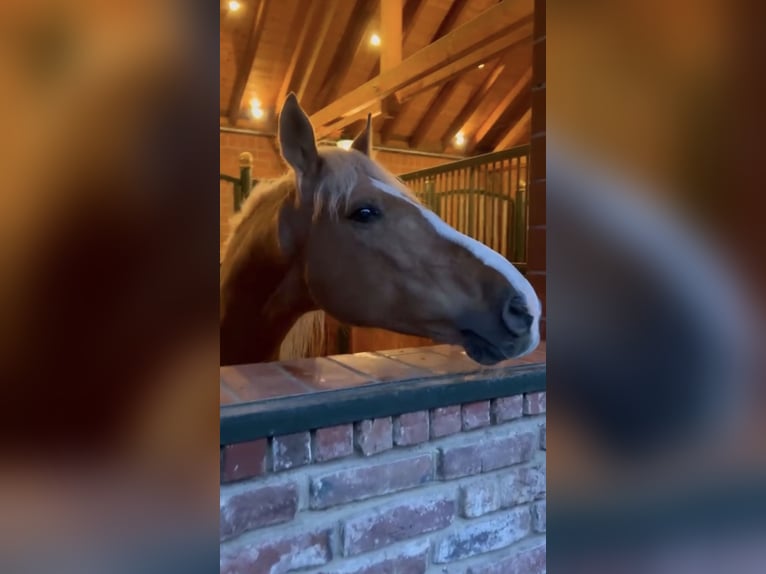 Other Warmbloods Gelding 8 years 16 hh Palomino in Niederkrüchten