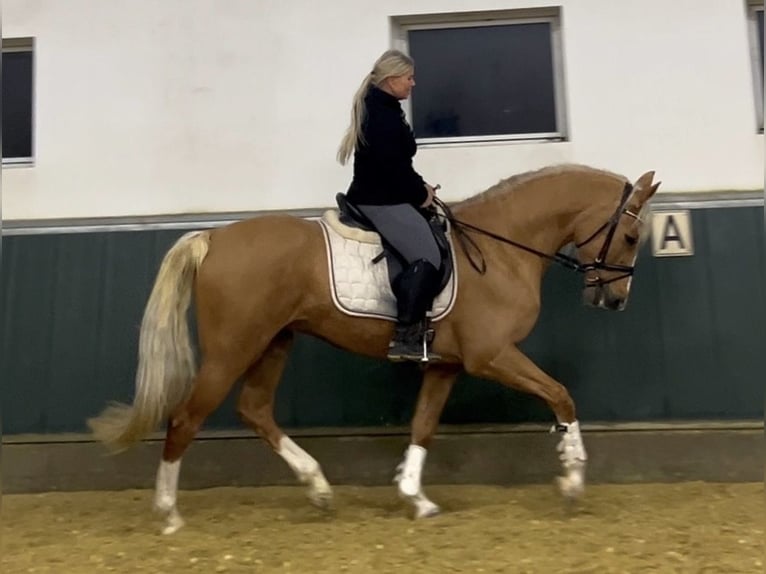 Other Warmbloods Gelding 8 years 16 hh Palomino in Niederkrüchten