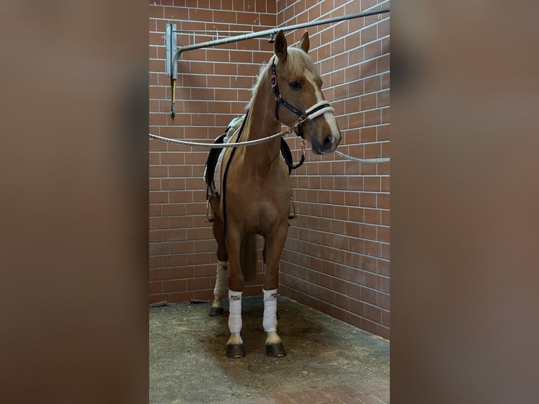 Other Warmbloods Gelding 8 years 16 hh Palomino in Niederkrüchten
