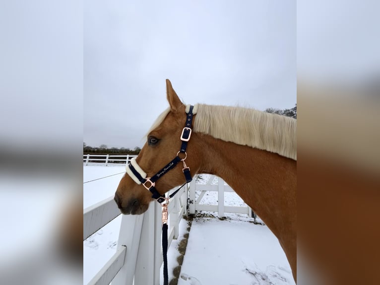 Other Warmbloods Gelding 8 years 16 hh Palomino in Niederkrüchten