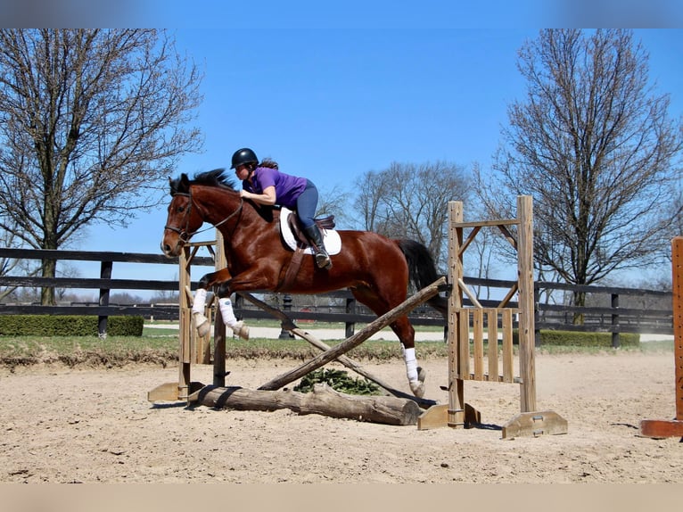 Other Warmbloods Gelding 8 years 16 hh Roan-Bay in hIGHLAND mi