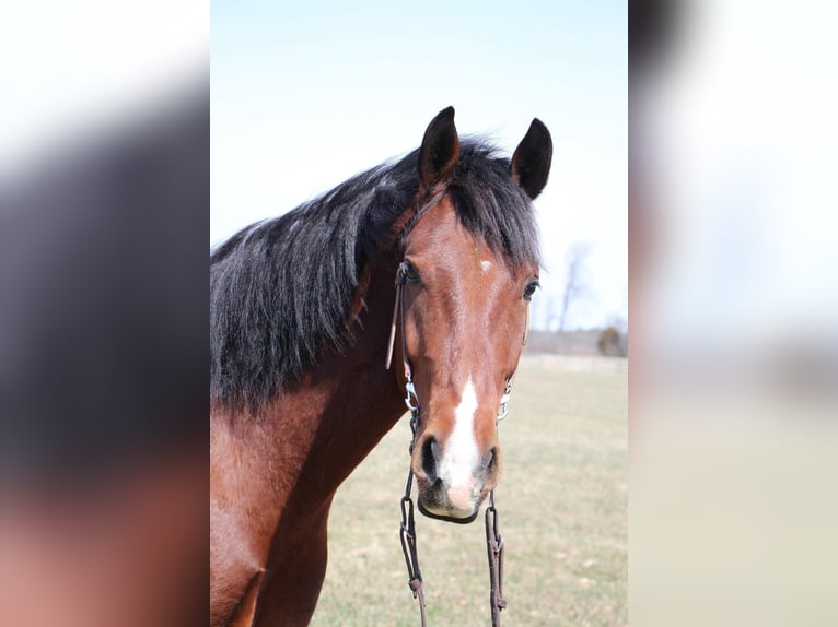 Other Warmbloods Gelding 8 years 16 hh Roan-Bay in hIGHLAND mi