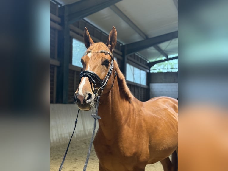 Other Warmbloods Gelding 8 years 16,1 hh Chestnut-Red in Bad blumau