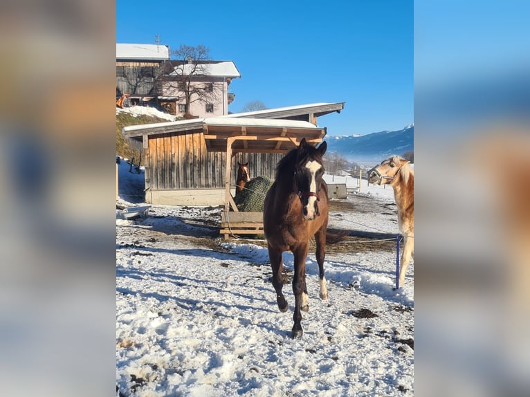 Other Warmbloods Gelding 8 years 16,1 hh  in Piesendorf