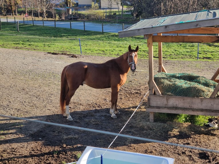 Other Warmbloods Gelding 8 years 16,1 hh  in Piesendorf