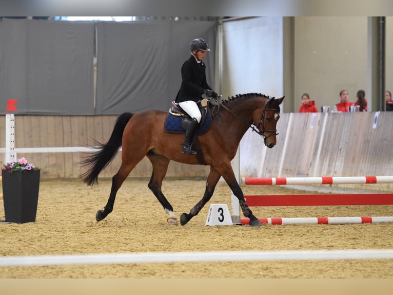 Other Warmbloods Mix Gelding 8 years 16,2 hh Brown in Niederrohrdorf