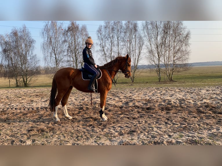 Other Warmbloods Gelding 8 years 16,2 hh Chestnut-Red in Karts&#xE4;dt