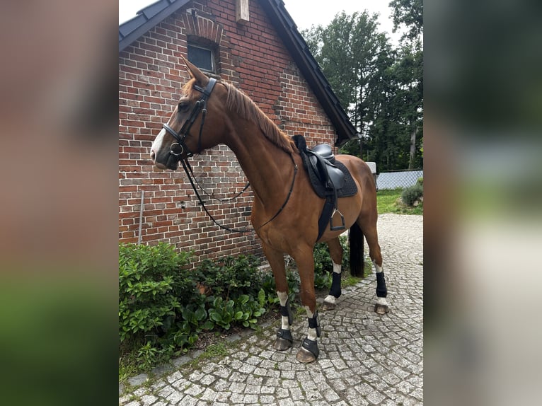 Other Warmbloods Gelding 8 years 16,2 hh Chestnut-Red in Karts&#xE4;dt