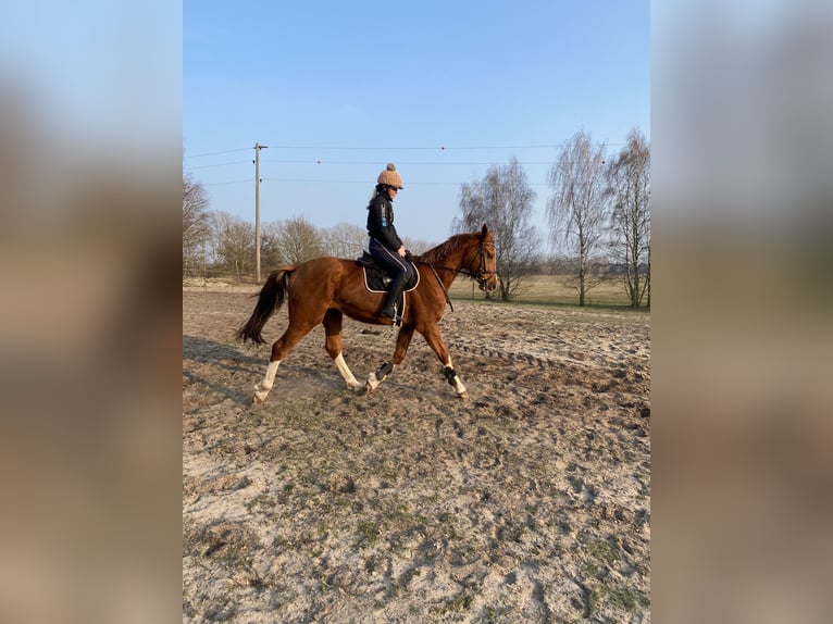 Other Warmbloods Gelding 8 years 16,2 hh Chestnut-Red in Karts&#xE4;dt