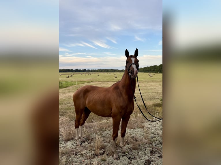 Other Warmbloods Gelding 8 years 16,2 hh Chestnut-Red in Karts&#xE4;dt