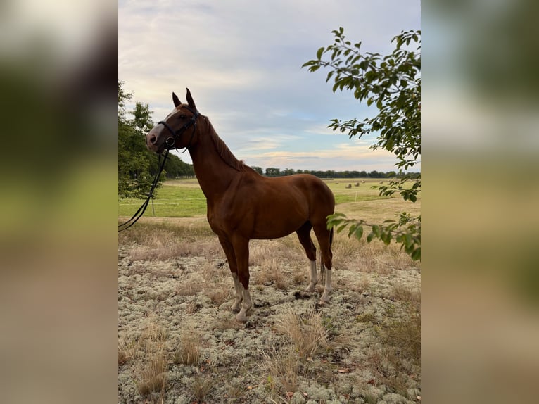 Other Warmbloods Gelding 8 years 16,2 hh Chestnut-Red in Karts&#xE4;dt