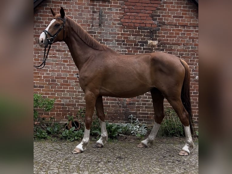 Other Warmbloods Gelding 8 years 16,2 hh Chestnut-Red in Karts&#xE4;dt