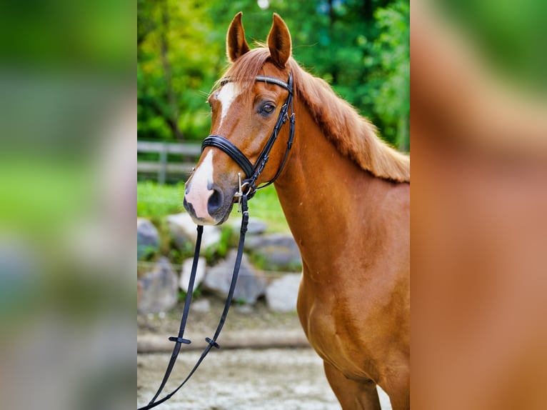 Other Warmbloods Gelding 8 years 16,3 hh in Puch