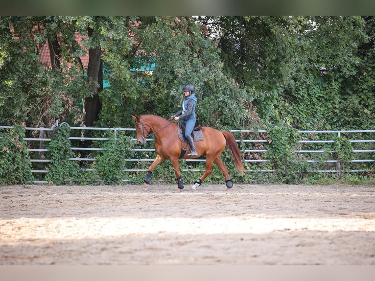 Other Warmbloods Gelding 8 years 17 hh Chestnut-Red in Buchholz (Aller)